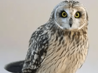 目撃された鳥 目撃された鳥