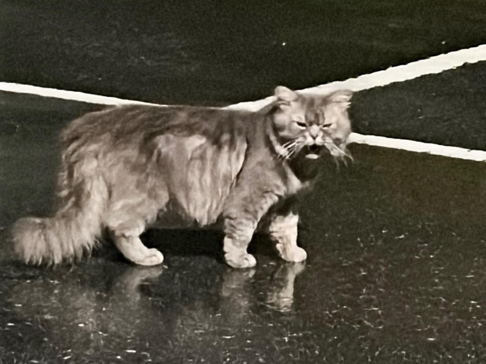 目撃された猫 目撃された猫