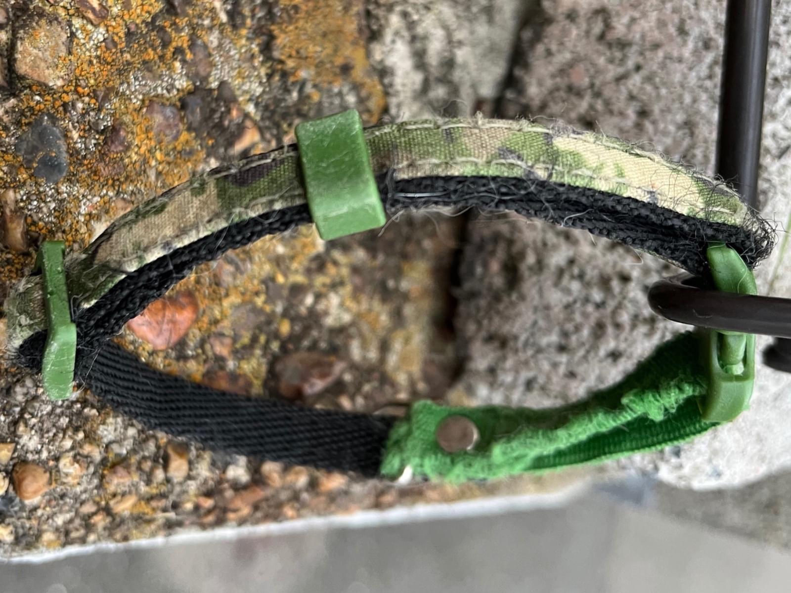 目撃された猫 目撃された猫