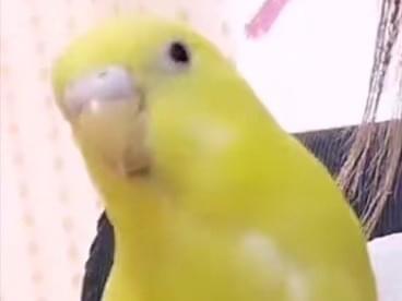 きんちゃん きんちゃん