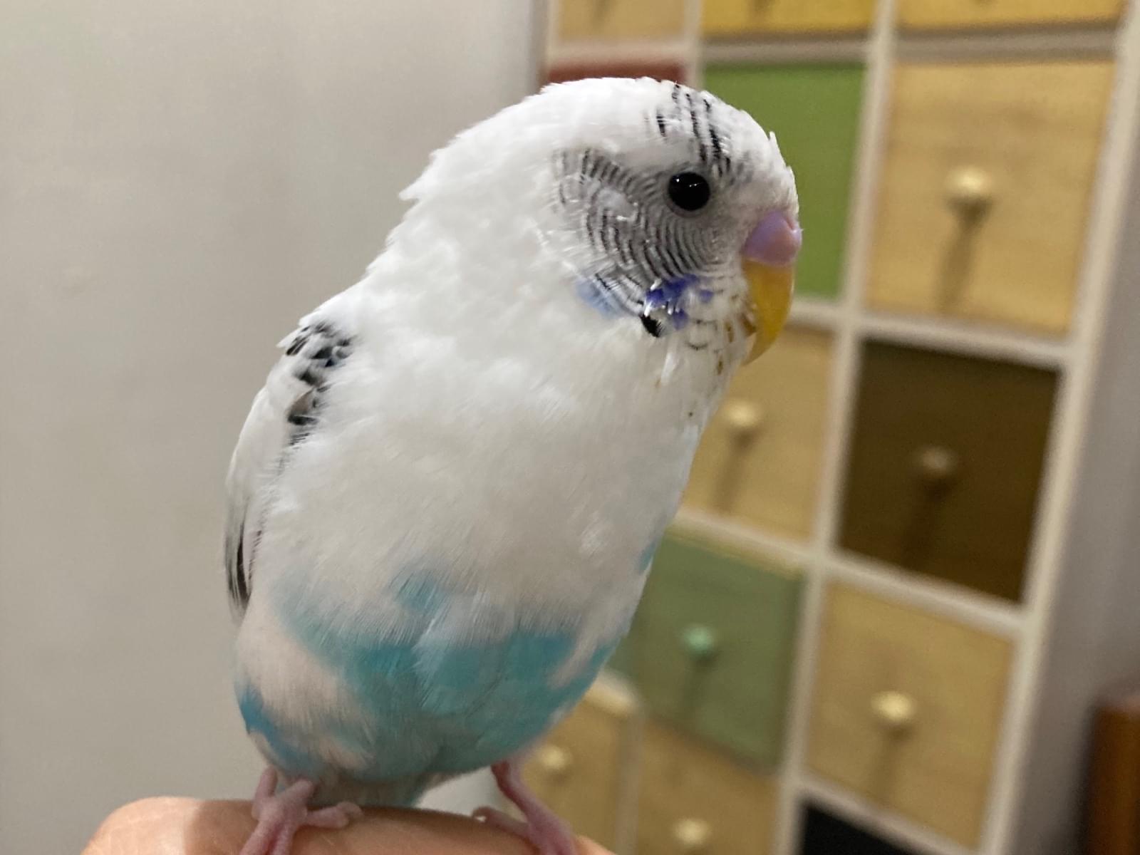 保護された鳥 保護された鳥