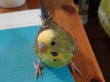 くるちゃん くるちゃん