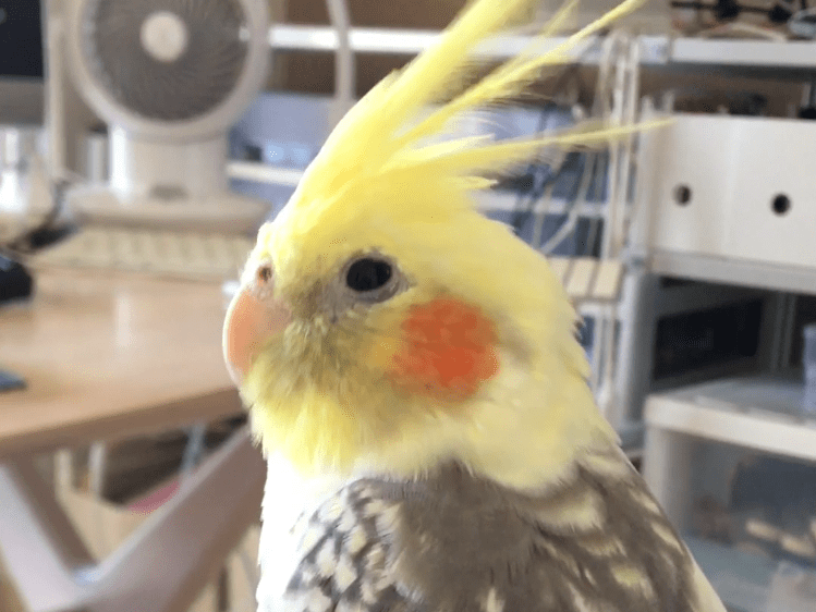 ニコちゃん ニコちゃん