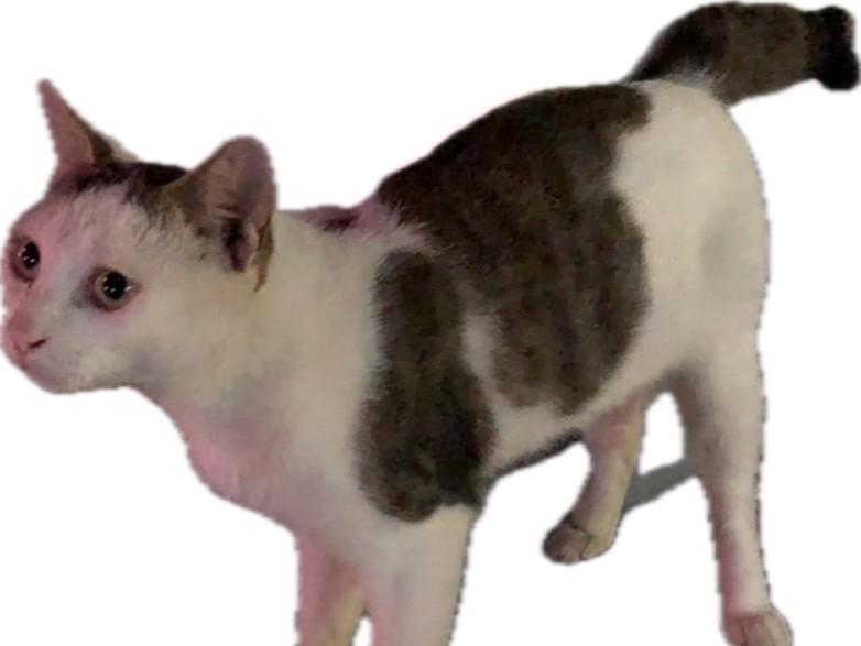 にゃーちゃん にゃーちゃん