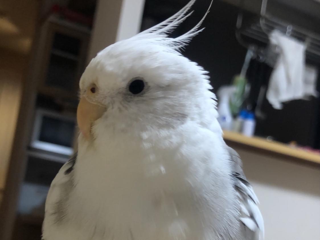 しろちゃん しろちゃん