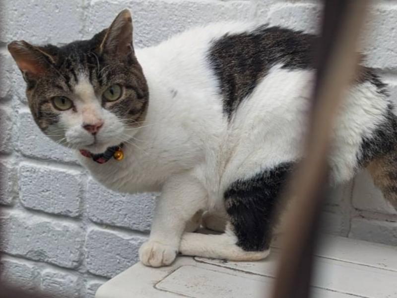 目撃された猫