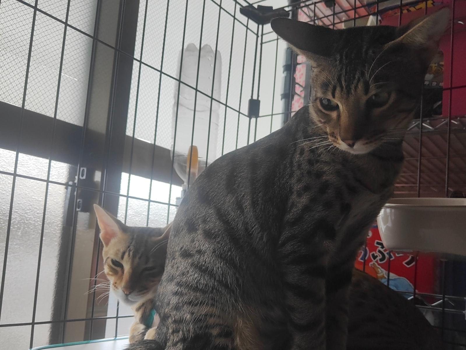 チャッキーちゃん チャッキーちゃん