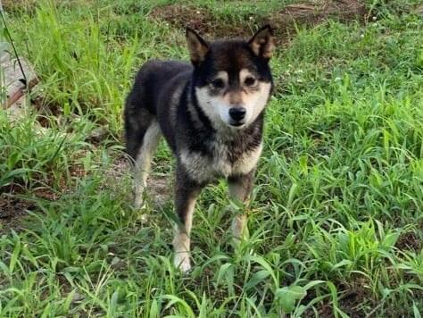 目撃された犬 目撃された犬