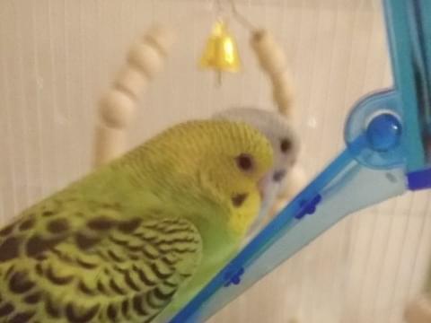 ポンちゃん ポンちゃん
