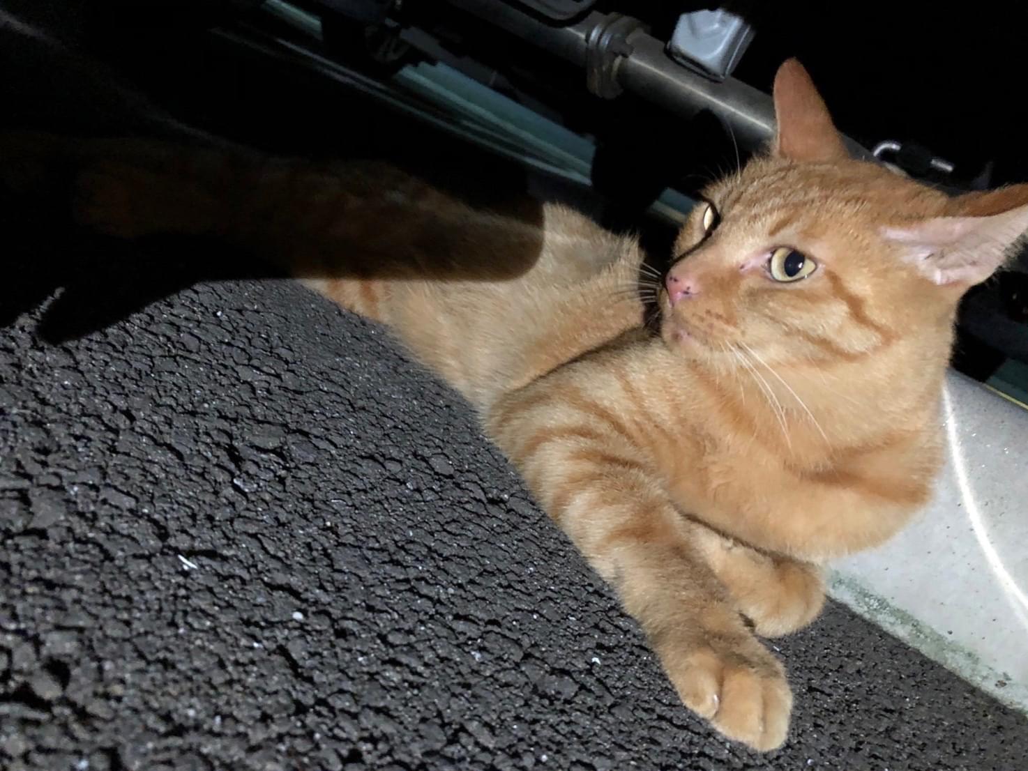 目撃された猫 目撃された猫