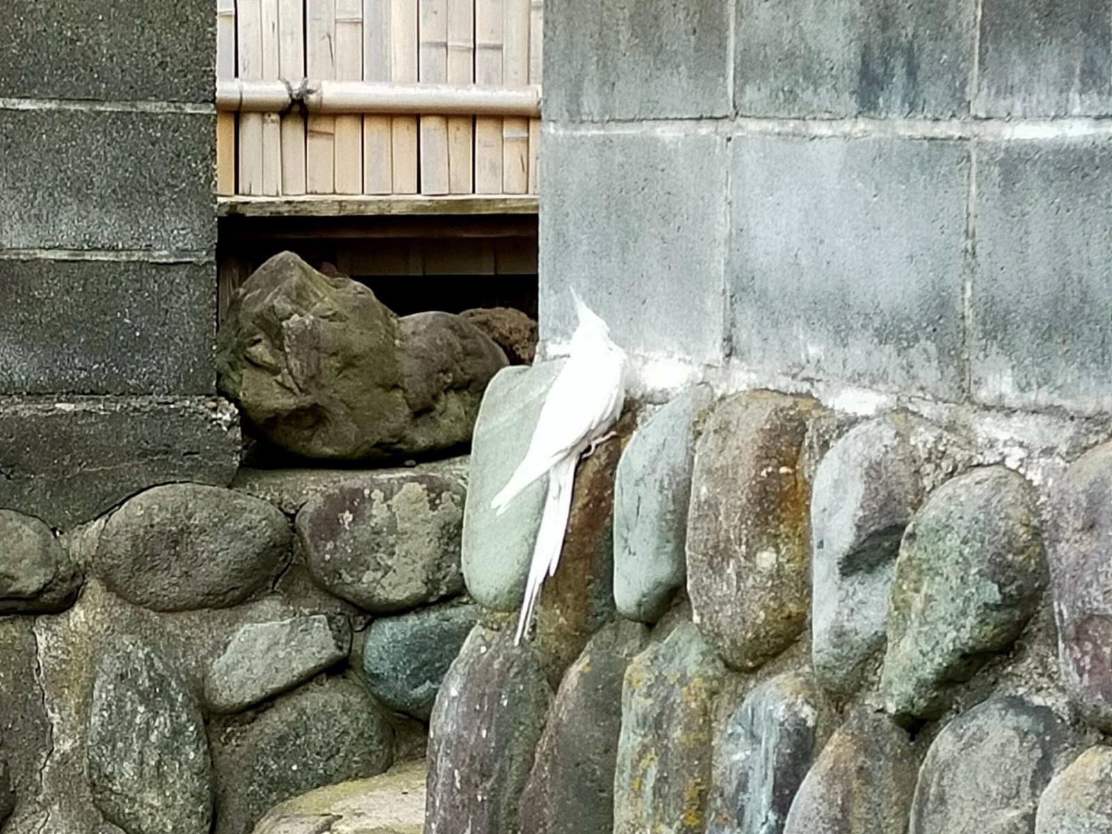 目撃された鳥 目撃された鳥