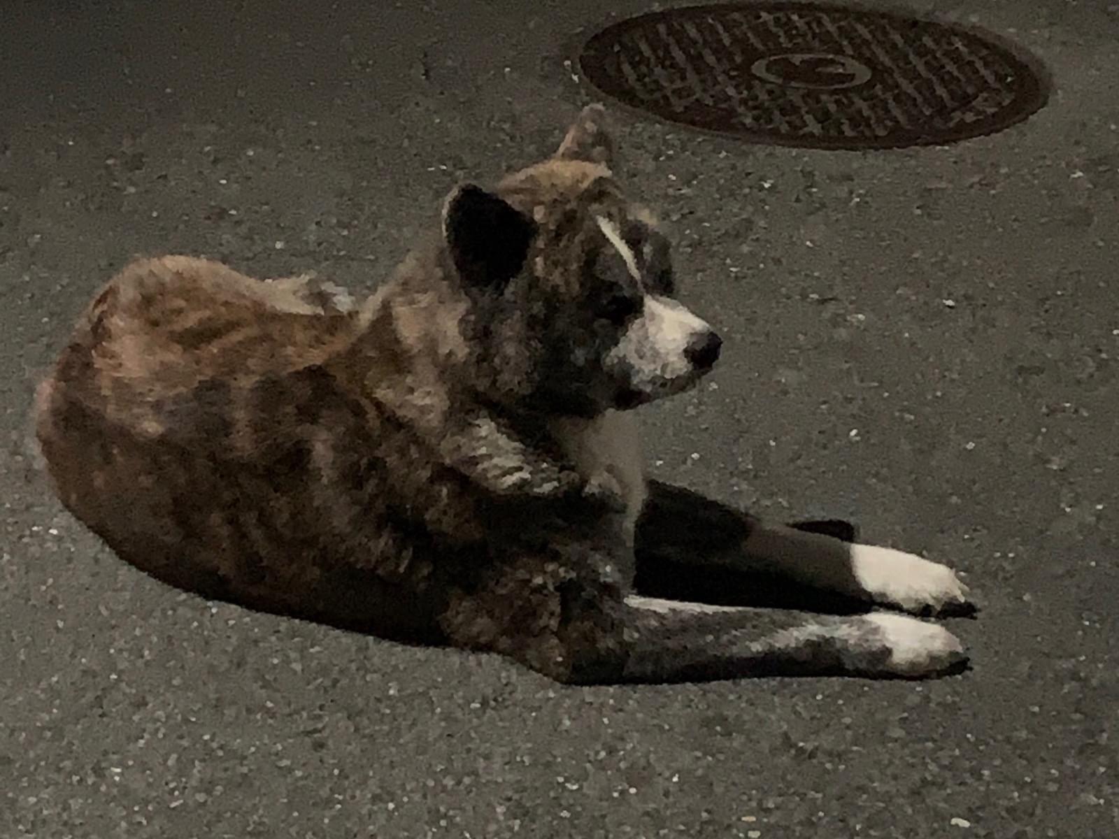 目撃された犬 目撃された犬
