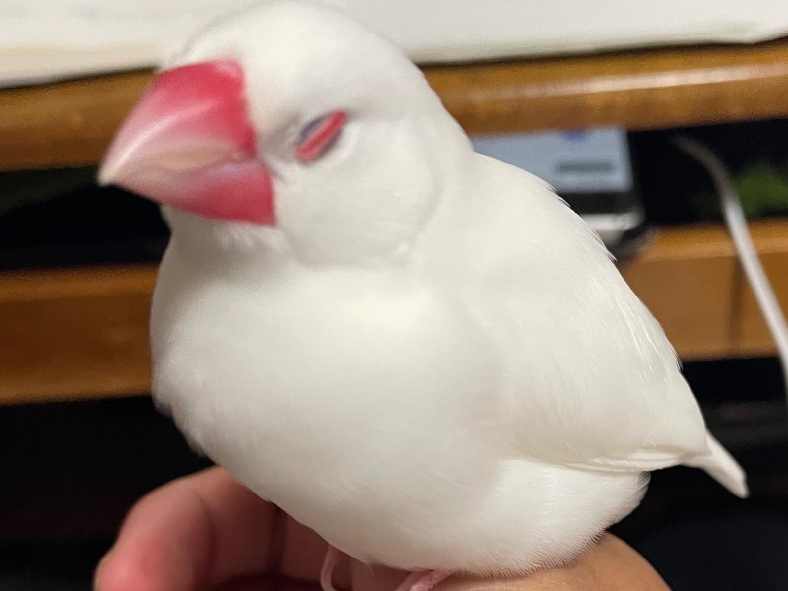おもちちゃん おもちちゃん