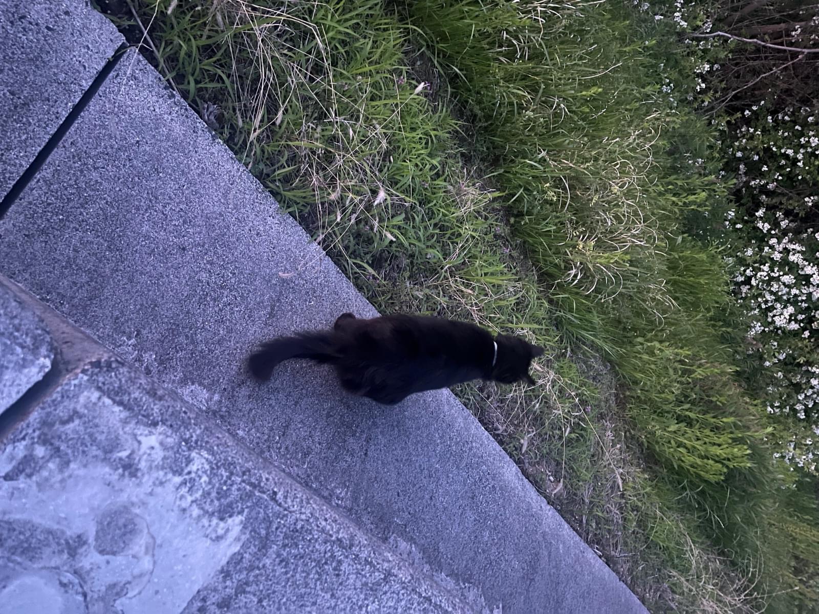 目撃された猫 目撃された猫