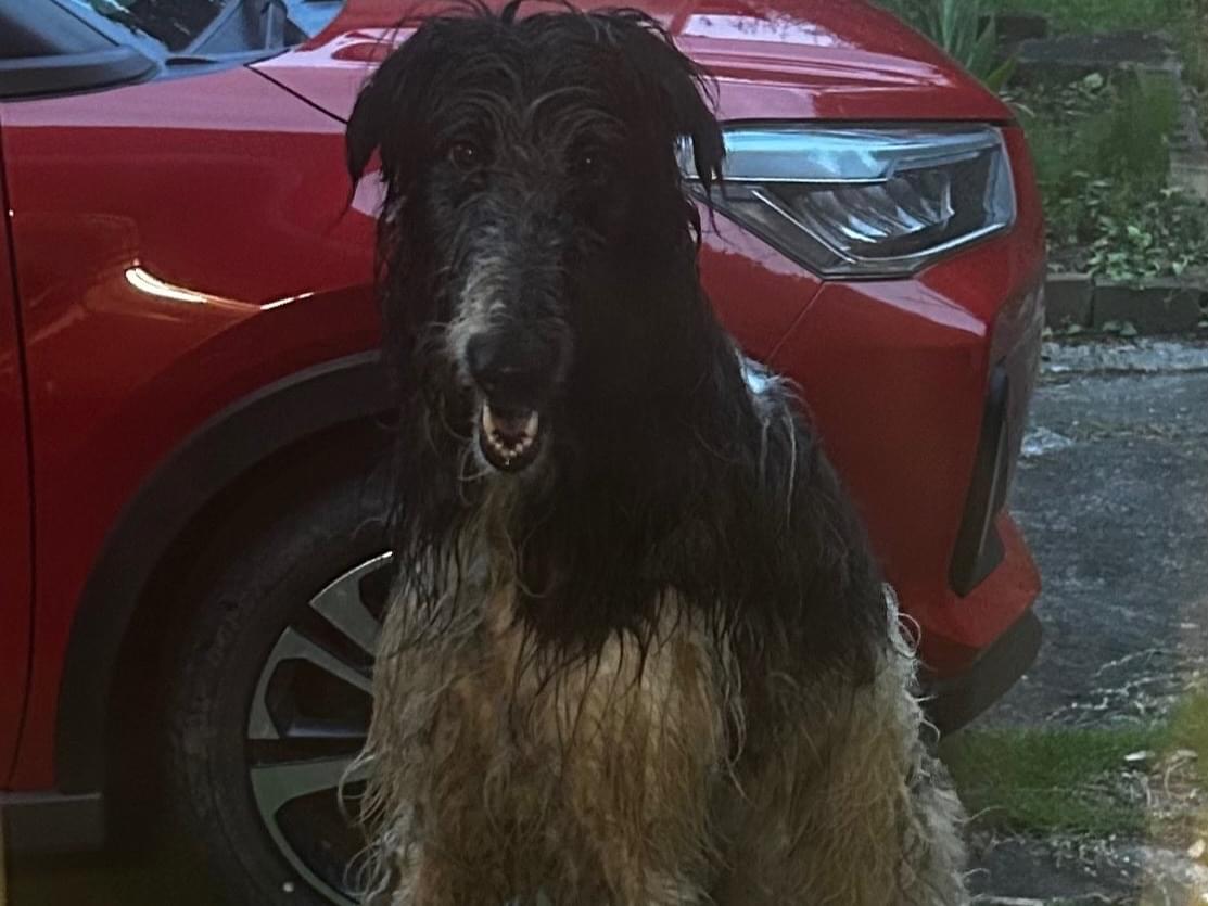 目撃された犬 目撃された犬