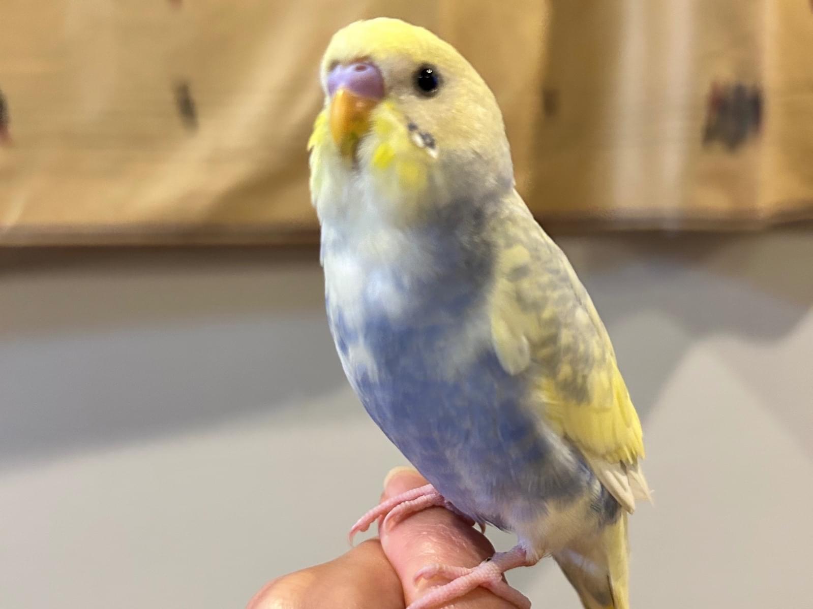 トットちゃん トットちゃん