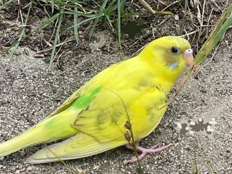 目撃された鳥 目撃された鳥
