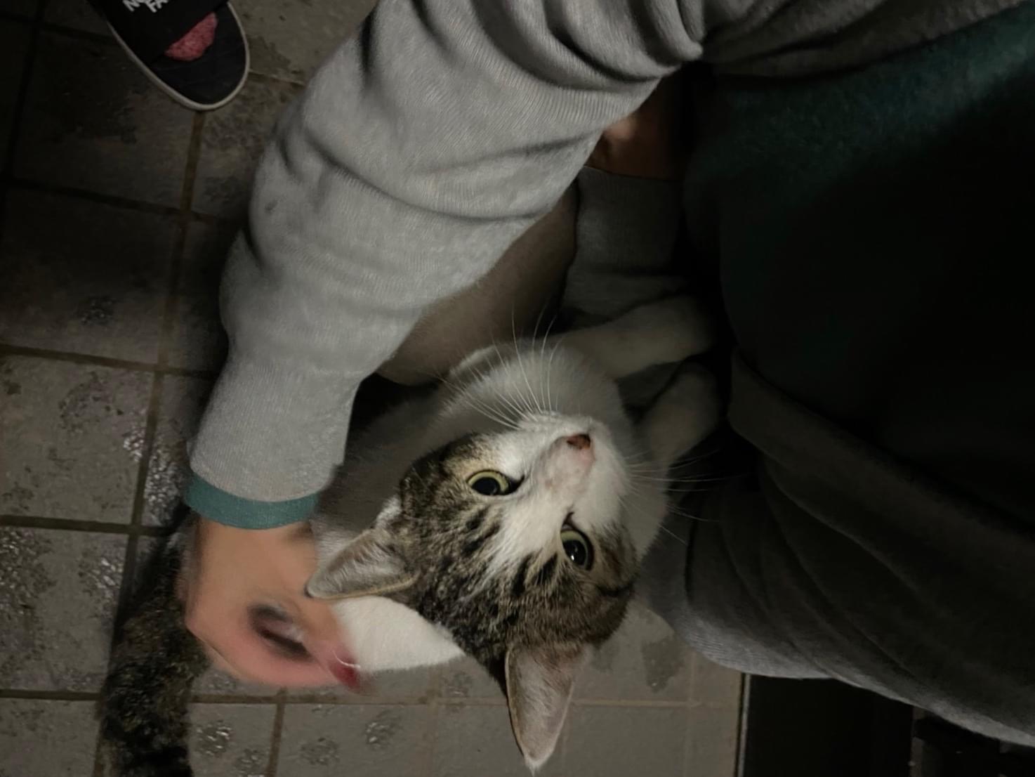 目撃された猫 目撃された猫