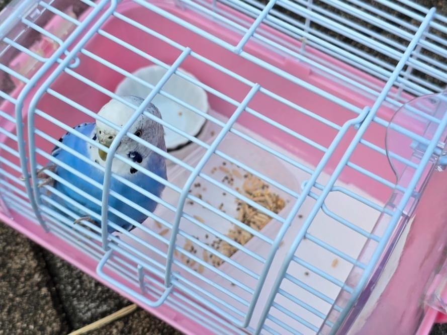 保護された鳥 保護された鳥