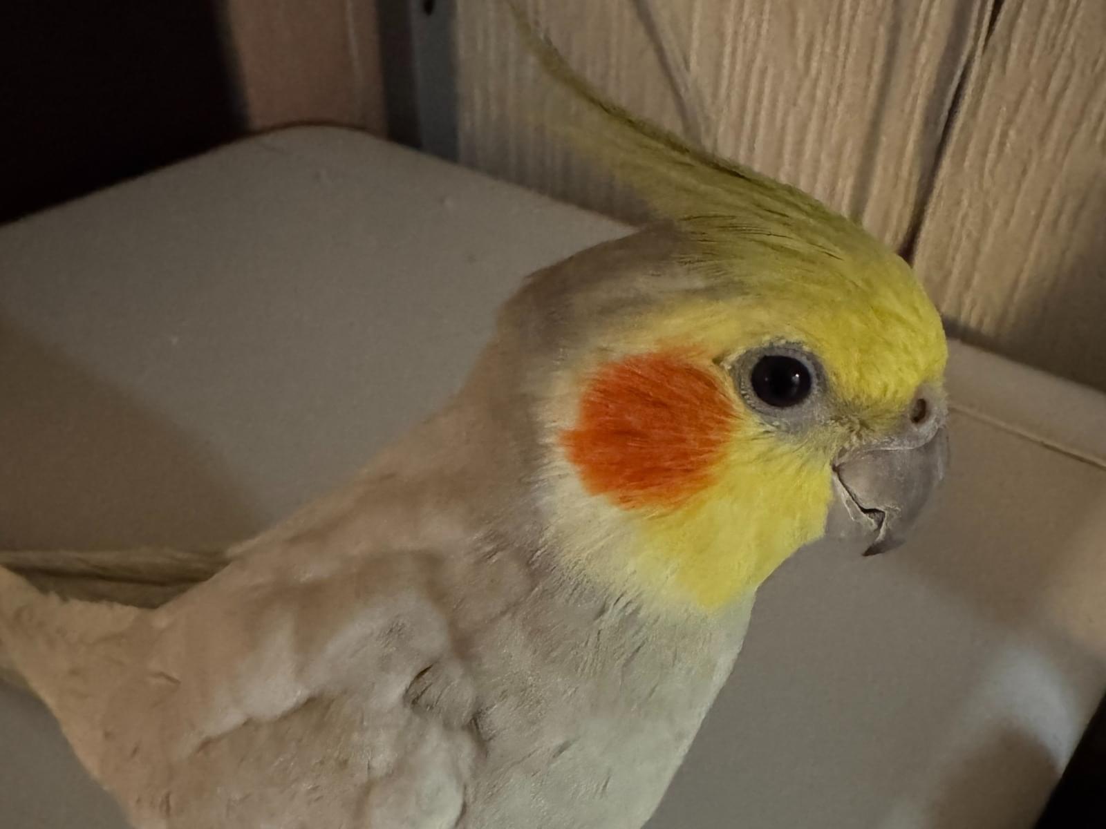 リーバルちゃん