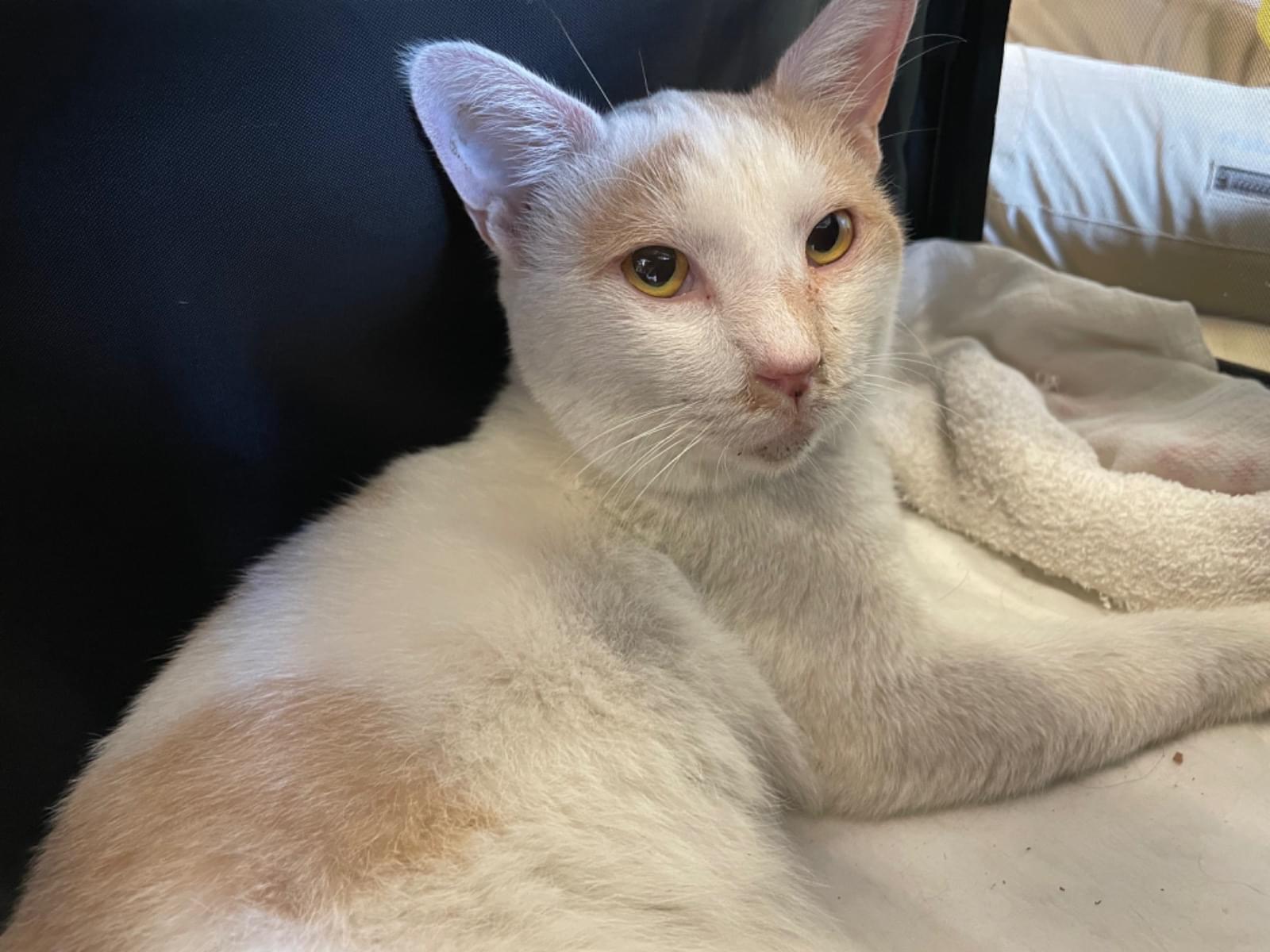 保護された猫 保護された猫