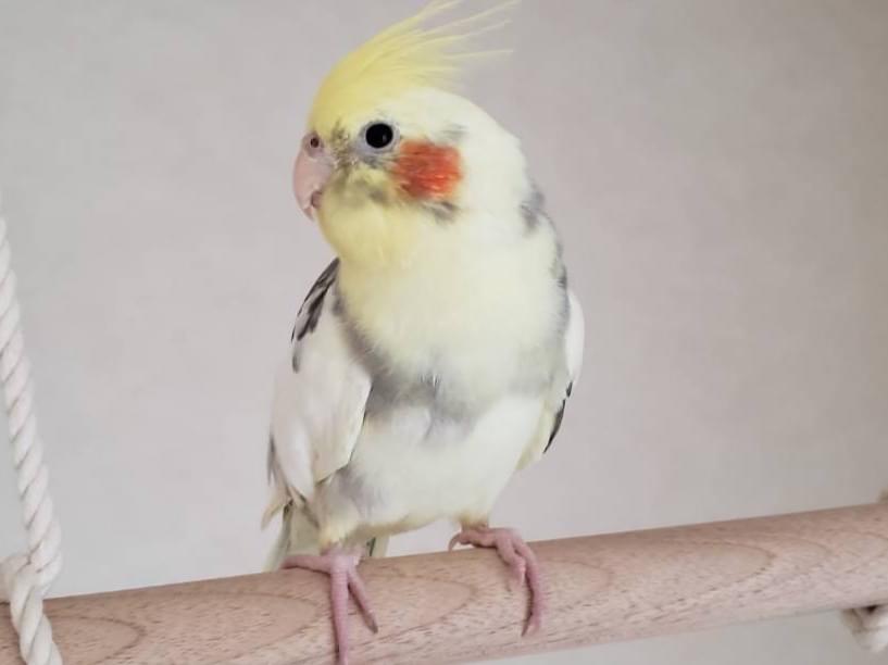 あかまるちゃん あかまるちゃん
