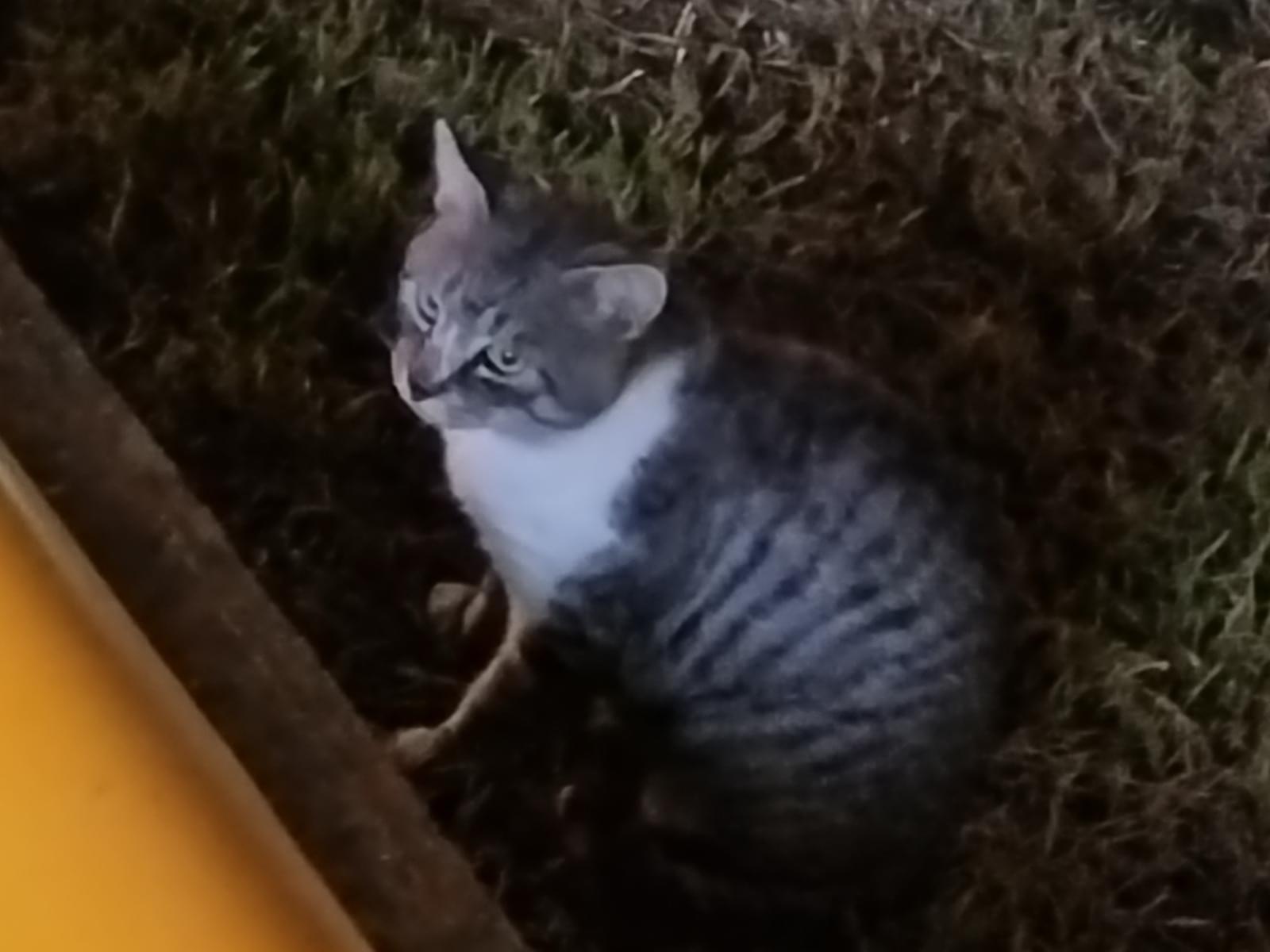目撃された猫 目撃された猫