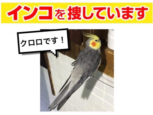 クロロちゃん クロロちゃん