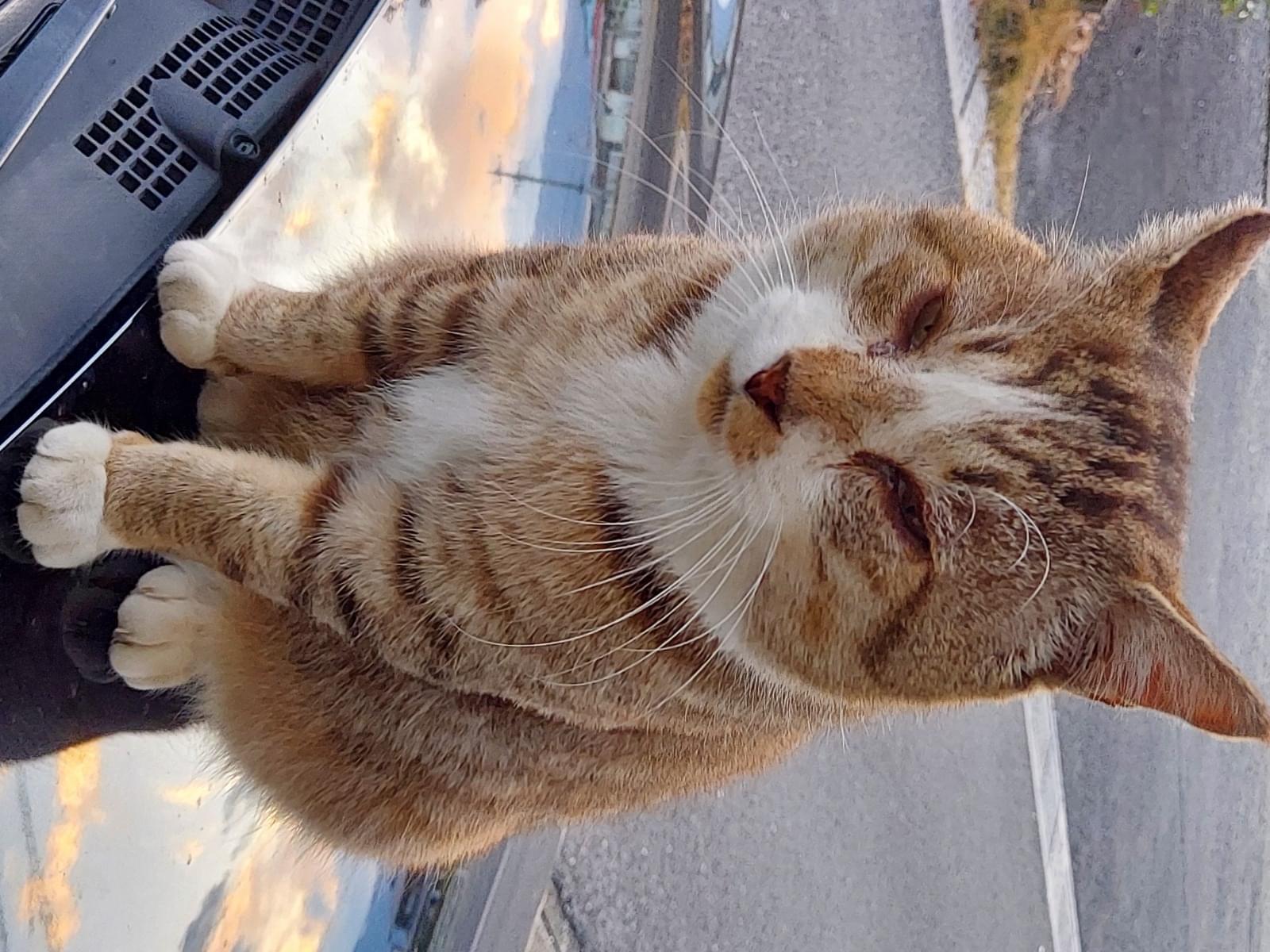 コムちゃん コムちゃん