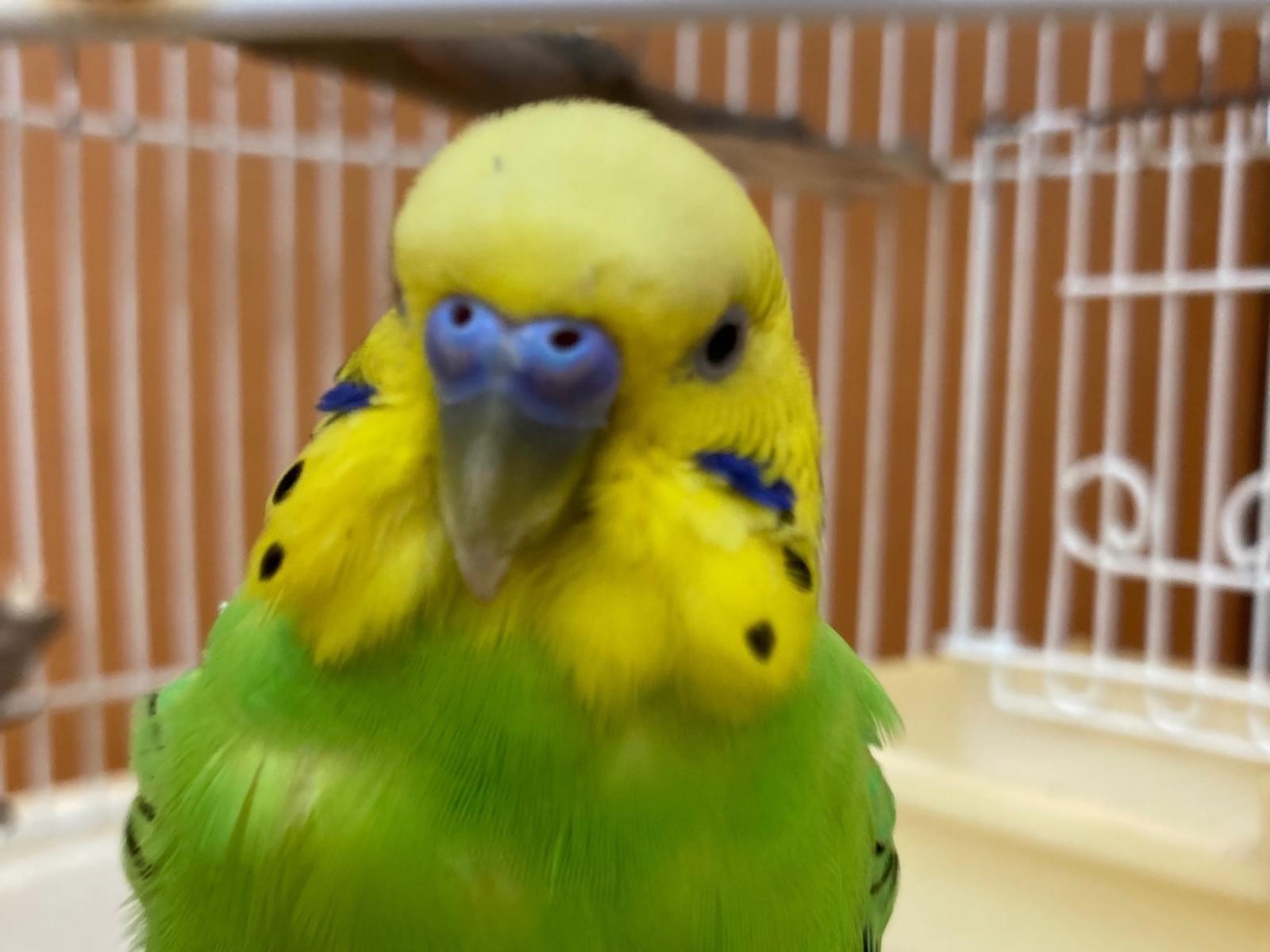保護された鳥 保護された鳥
