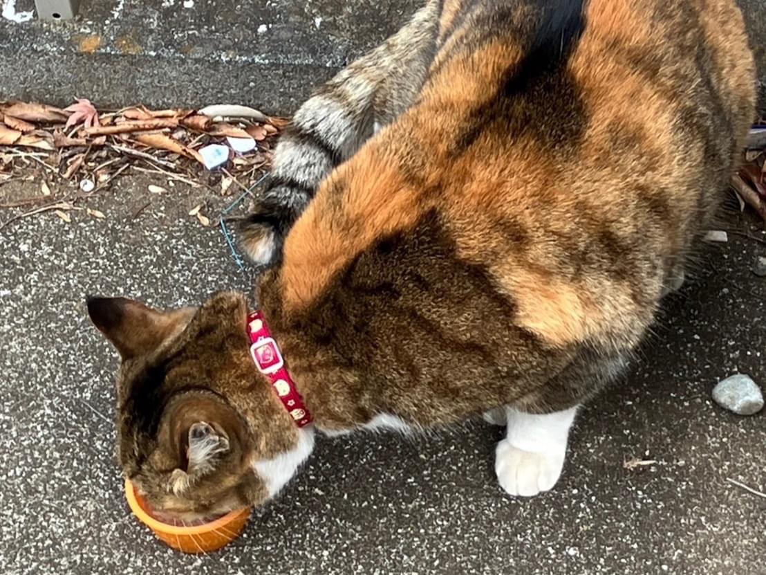 目撃された猫 目撃された猫