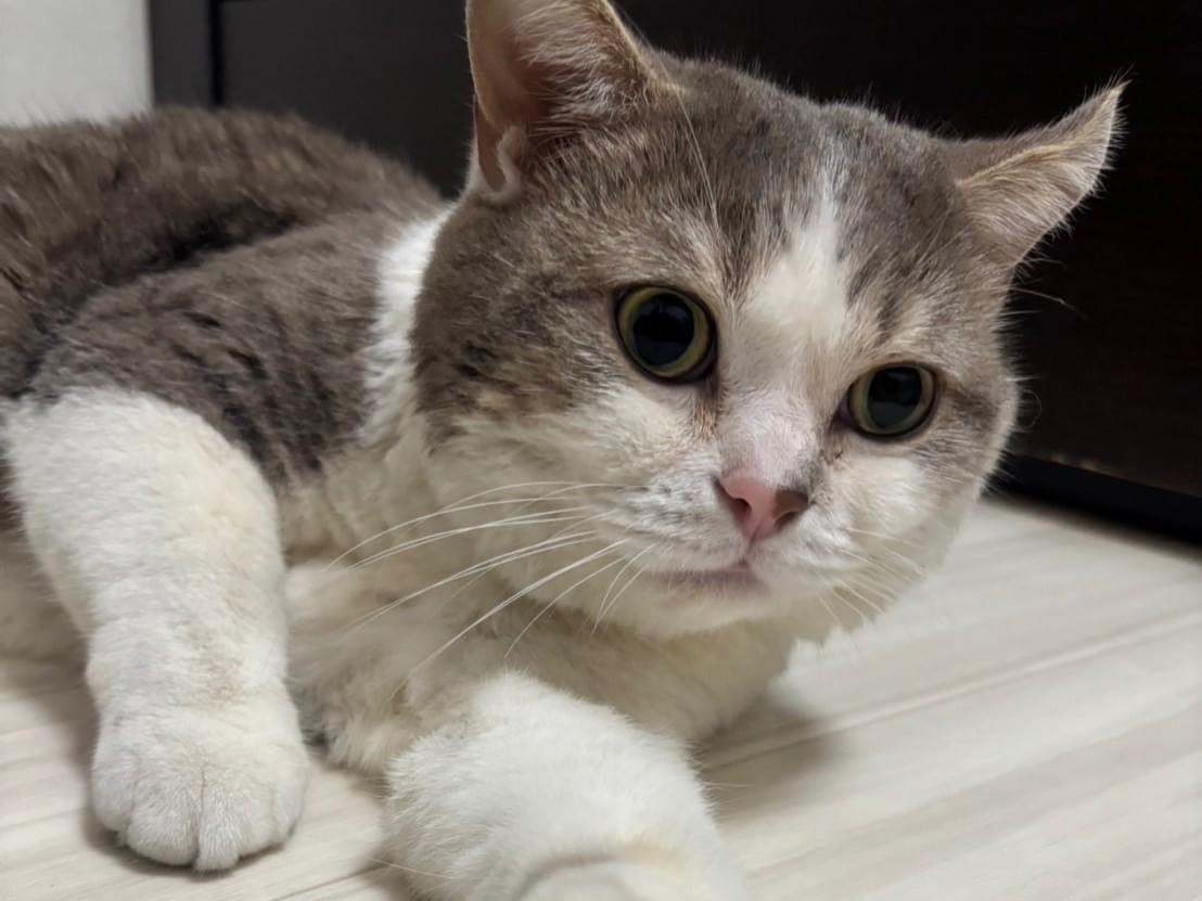 保護された猫