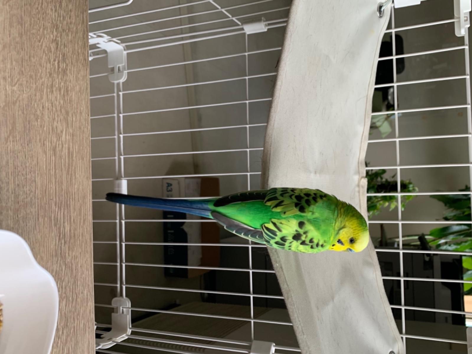 保護された鳥 保護された鳥