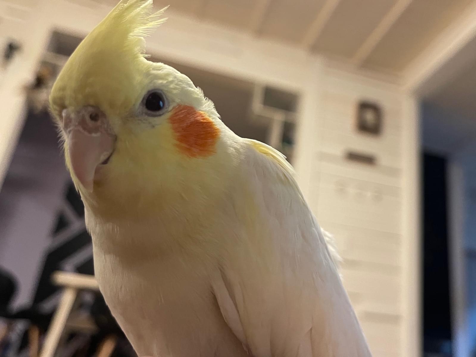 きなこちゃん きなこちゃん