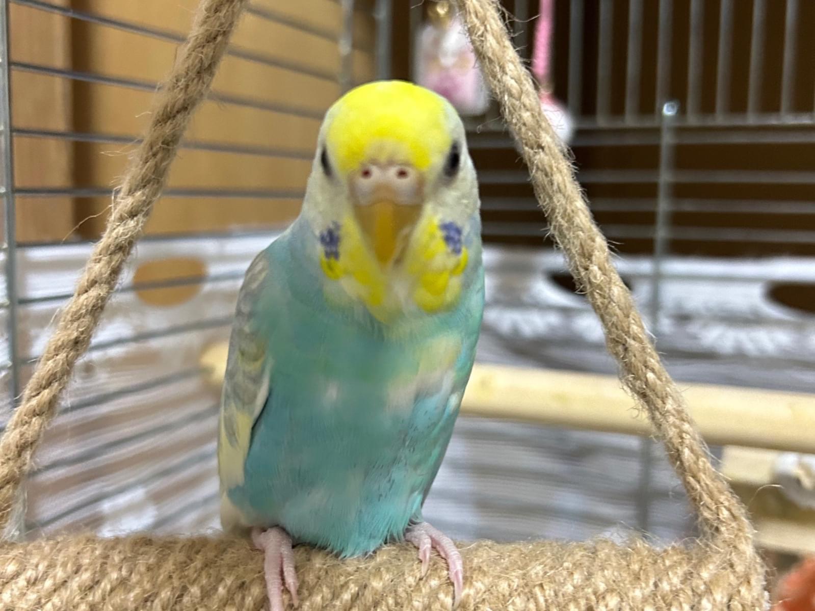 zephyrちゃん zephyrちゃん