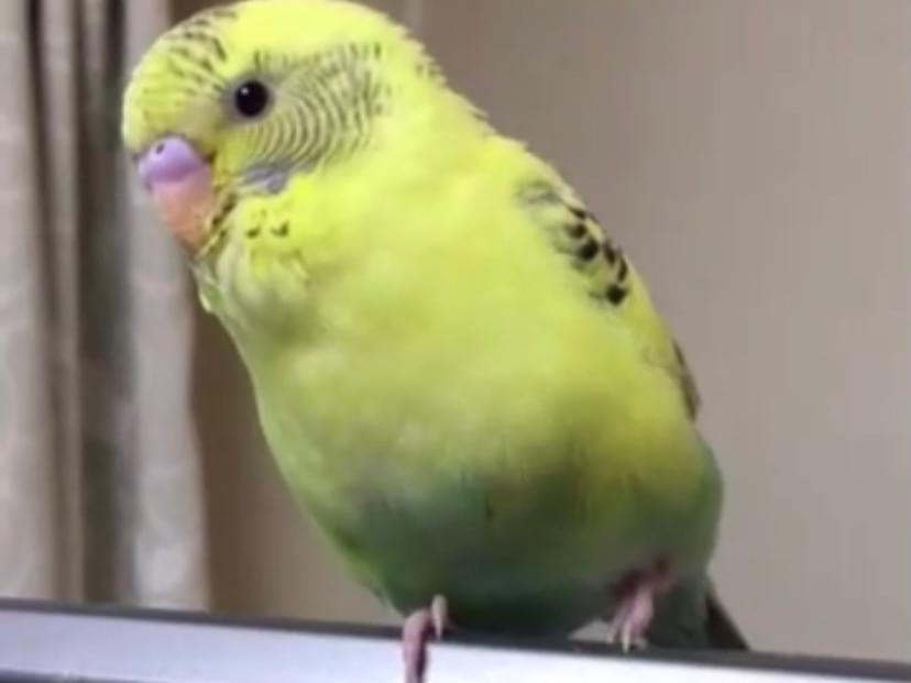 ぴーちゃん ぴーちゃん