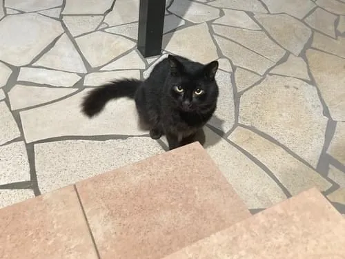 長毛の黒猫
