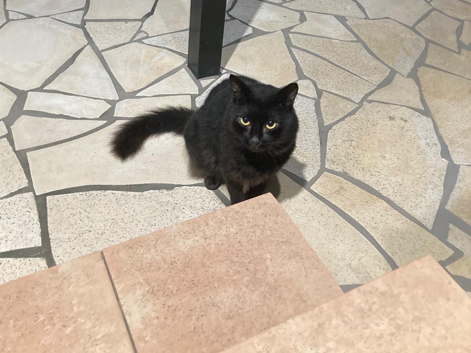 目撃された猫