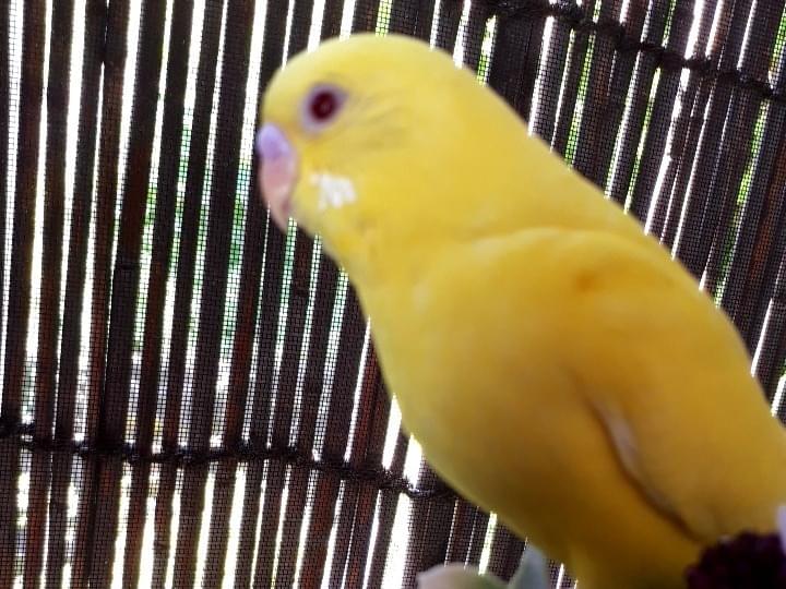 きいちゃん きいちゃん