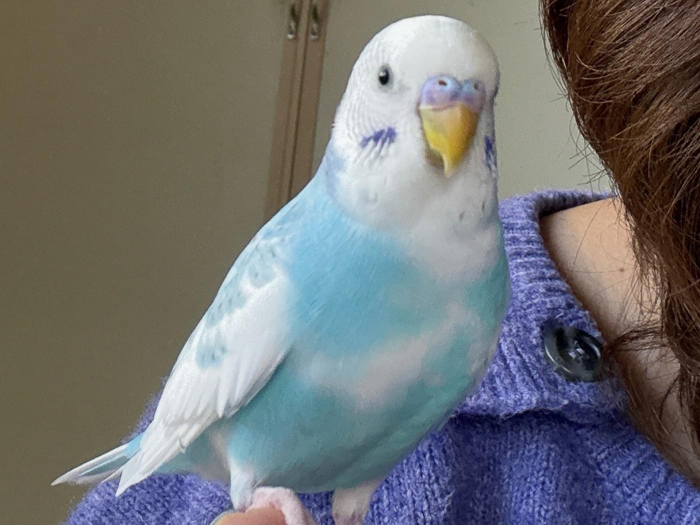 くうちゃん くうちゃん