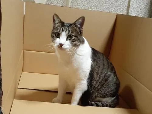 黒が多めのサバ猫をずっと探してます