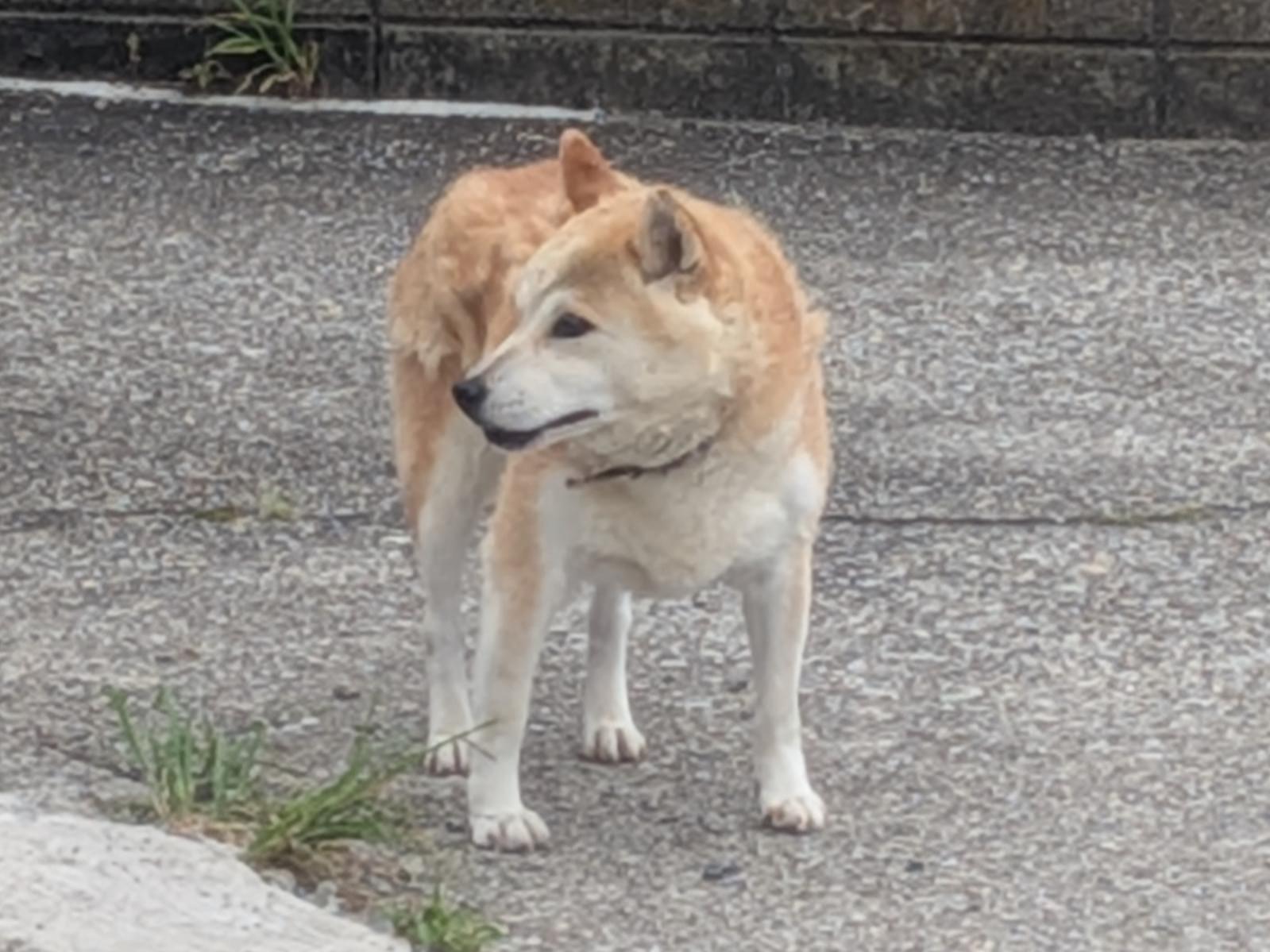 目撃された犬