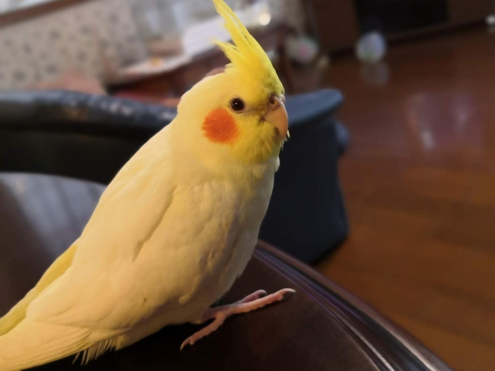 ハッピーちゃん ハッピーちゃん