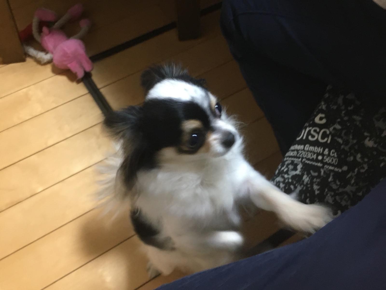 ピコちゃん ピコちゃん