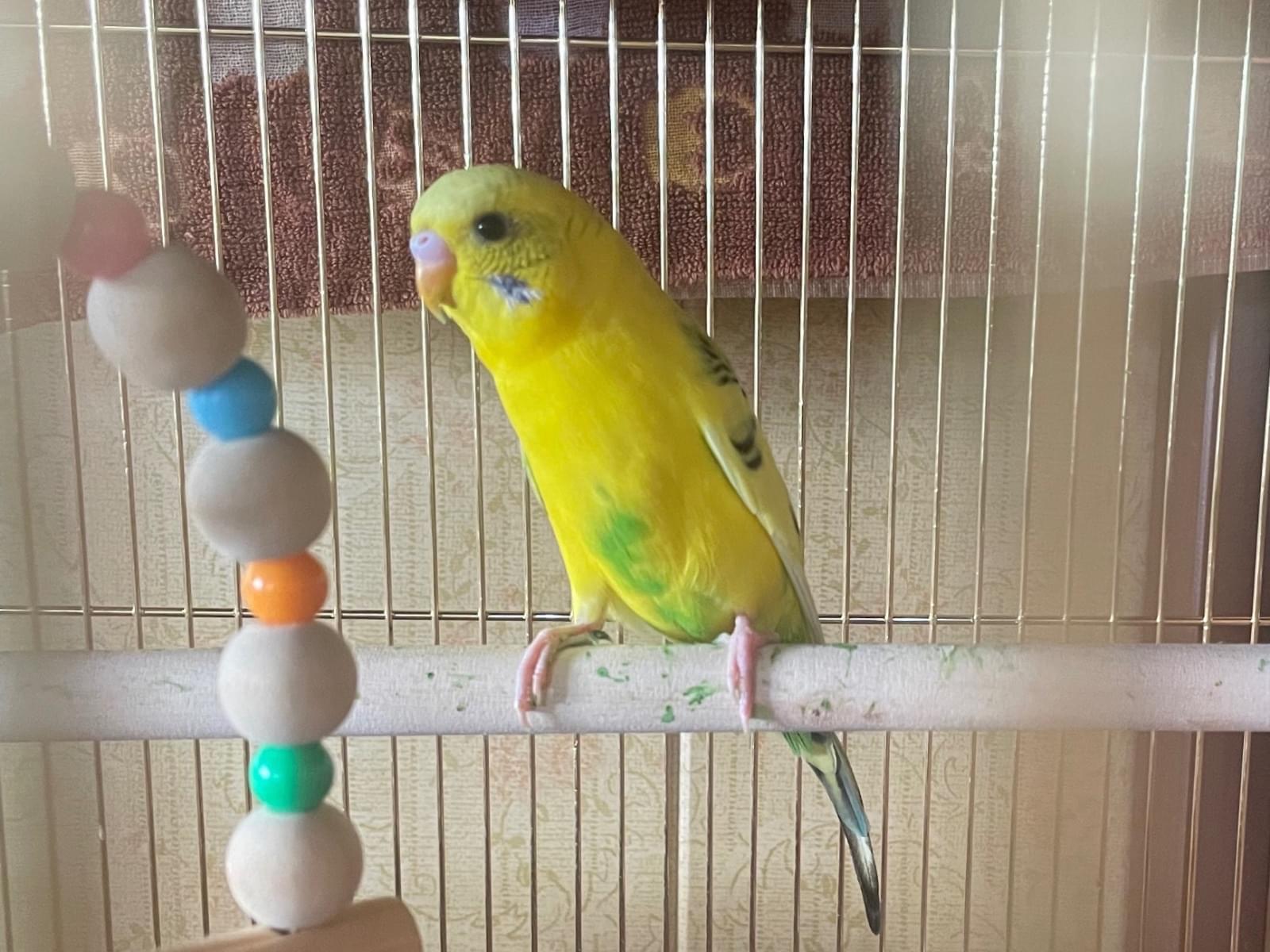 保護された鳥 保護された鳥