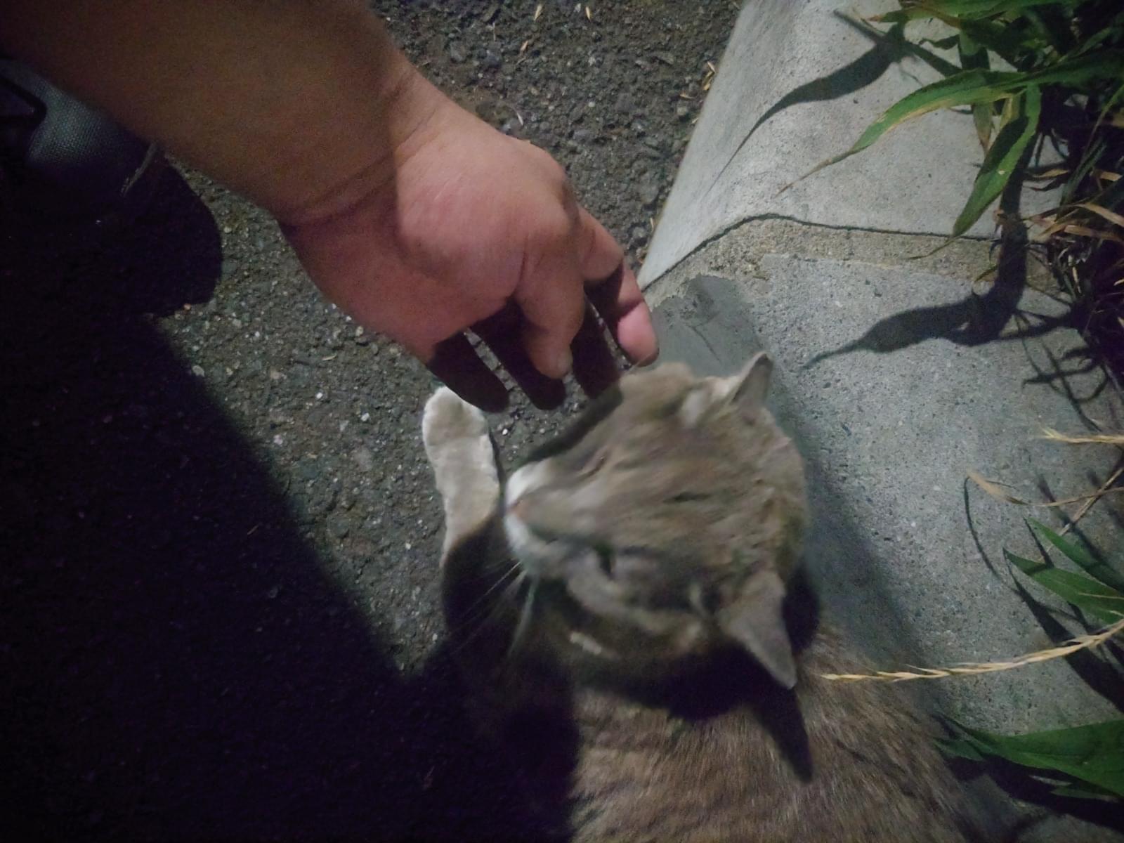 目撃された猫 目撃された猫
