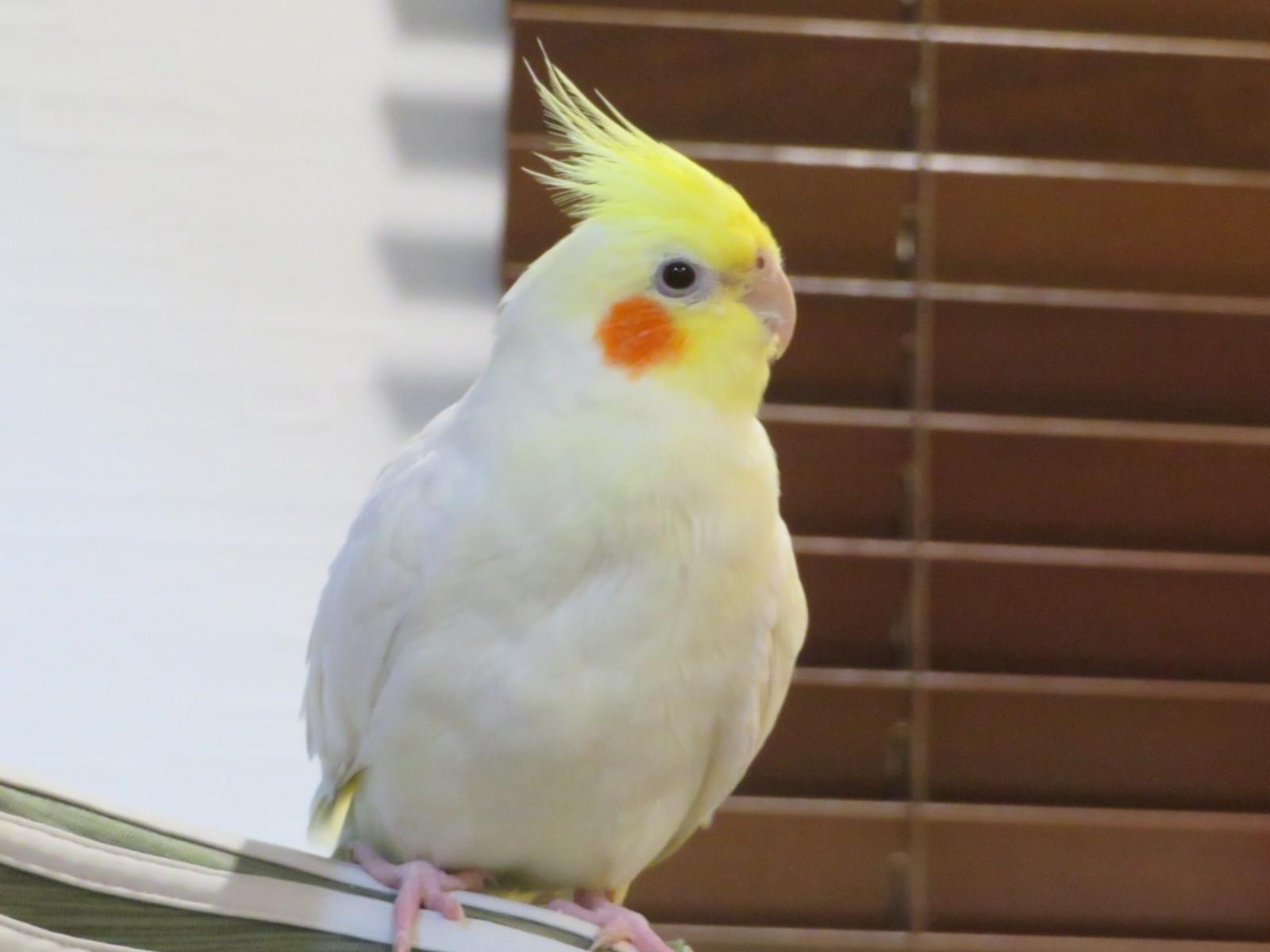 ミルコちゃん ミルコちゃん
