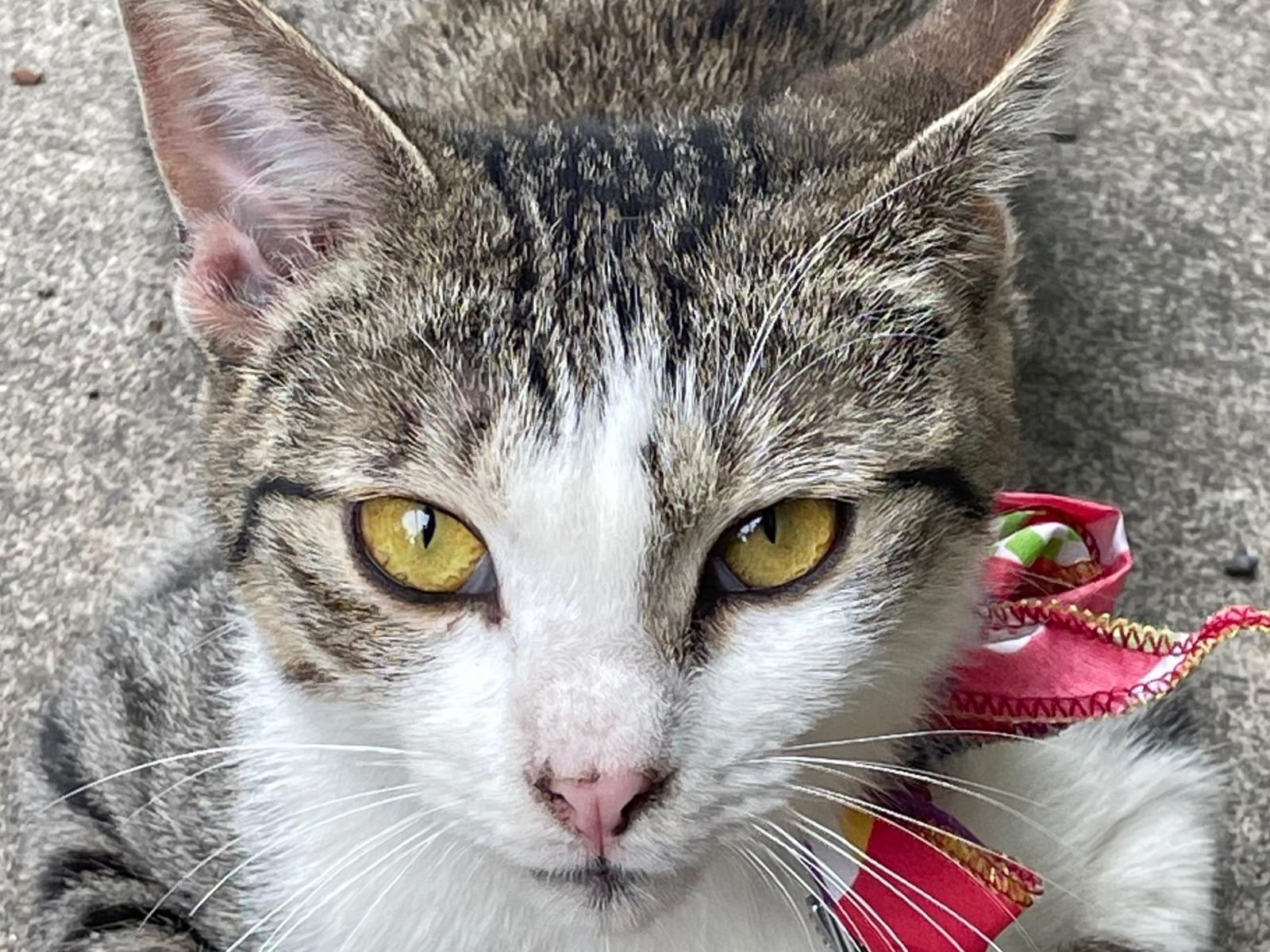 保護された猫 保護された猫
