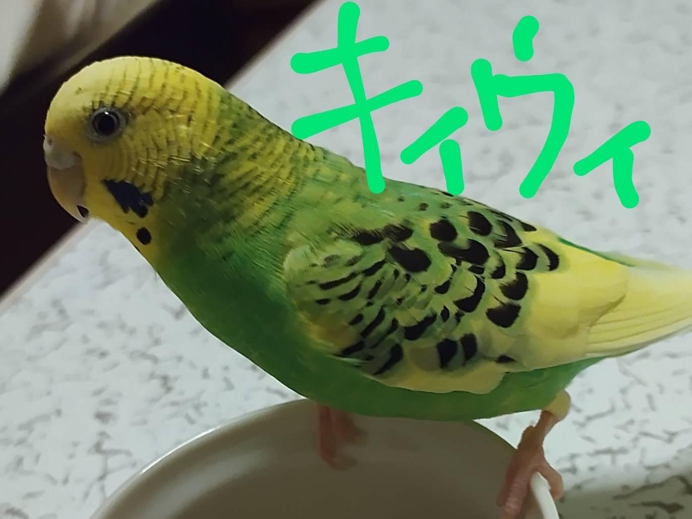 キウイちゃん キウイちゃん