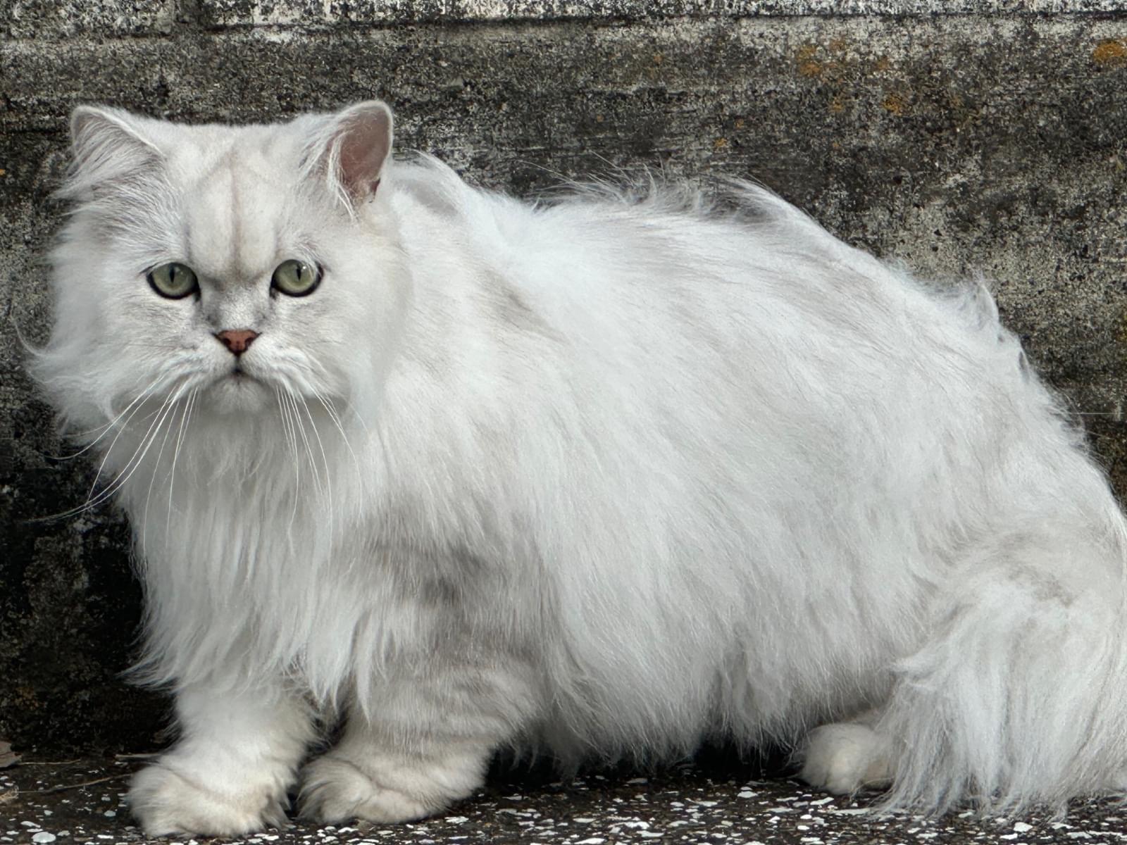 目撃された猫